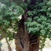 2007.04.01. - Samothraki